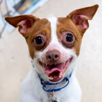 Chihuahua Dogs Available for Adoption - Donut | PetCurious