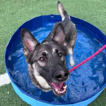German Shepherd Dog Dogs Available for Adoption in Newport, Kentucky - Zoe | PetCurious