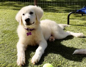 Biscuit -  Great Pyrenees Dog for Adoption in Southlake, Texas - Biscuit | PetCurious