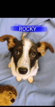 ROCKY -  Beagle Dog for Adoption in Saint Jo, Texas - ROCKY | PetCurious