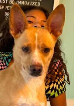 Corgi Dogs Available for Adoption in Monticello, New York - Rosie | PetCurious