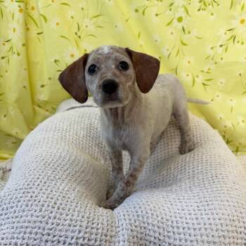 Mixed Breed Dogs Available for Adoption in West Olive, Michigan - Thelma | PetCurious