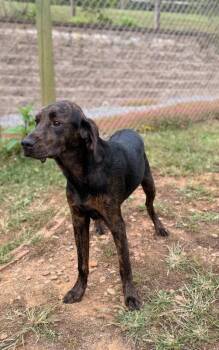 Winnie -  Labrador Retriever and Plott Hound Dog for Adoption in Lovingston, Virginia - Winnie | PetCurious