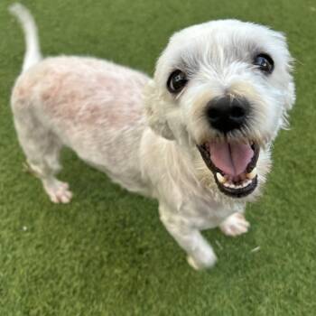 Maltese Dogs Available for Adoption in Loxahatchee Groves, Florida - Noette 2884 | PetCurious