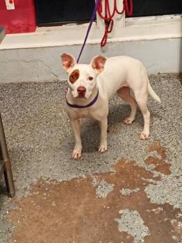 Donut -  Pit Bull Terrier Dog for Adoption in Mobile, Alabama - Donut | PetCurious