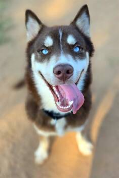 Rescue Siberian Husky Dogs for Adoption in York, South Carolina - BILLY THE KID | PetCurious