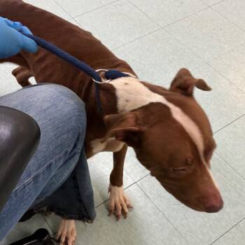 Phoebe -  Mixed Breed Dog for Adoption in Philadelphia, Pennsylvania - Phoebe | PetCurious