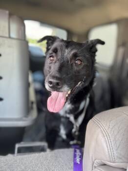Lexi -  Border Collie Dog for Adoption in Mt. Juliet, Tennessee - Lexi | PetCurious