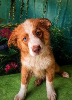 Marshall -  Australian Shepherd Dog for Adoption in Tylertown, Mississippi - Marshall | PetCurious