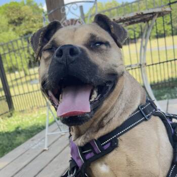 Rosie -  Pug and Boston Terrier Dog for Adoption in Lancaster, South Carolina - Rosie | PetCurious