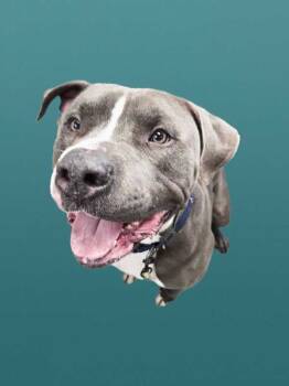 Rescue Pit Bull Terrier Dogs for Adoption in Portsmouth, Virginia - Nutcracker | PetCurious