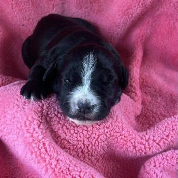 GHITA  PUP 2 -  Standard Poodle and Mixed Breed Dog for Adoption in Richmond, California - GHITA  PUP 2 | PetCurious