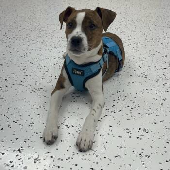 Rescue Boxer Dogs for Adoption in Portage, Michigan - Annie | PetCurious