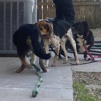 Mixed Breed Dogs Available for Adoption in Jacksboro, Tennessee - Echo | PetCurious