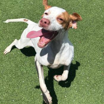 Bell 8129 -  English Cocker Spaniel Dog for Adoption in Loxahatchee Groves, Florida - Bell 8129 | PetCurious