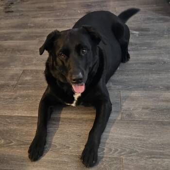 Hunter -  Labrador Retriever Dog for Adoption in Dickinson, North Dakota - Hunter | PetCurious