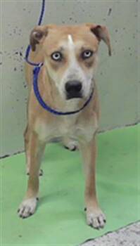 GLACIE -  Siberian Husky and Mixed Breed Dog for Adoption in Houston, Texas - GLACIE | PetCurious
