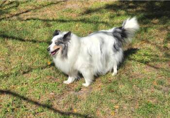 Shetland Sheepdog Sheltie Dogs Available for Adoption in Sugar Land, Texas - Spirit | PetCurious