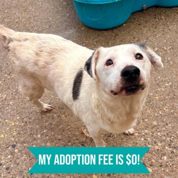 Freddy -  Mixed Breed Dog for Adoption in Charleston, West Virginia - Freddy | PetCurious