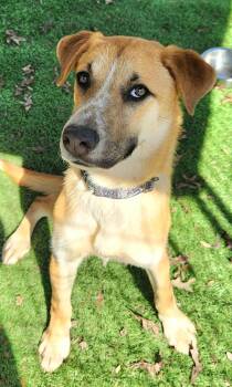 Boxer and German Shepherd Dog Dogs Available for Adoption - Butter | PetCurious