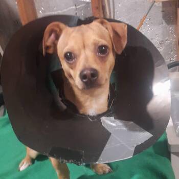 Stitch -  Chihuahua and Dachshund Dog for Adoption in Raeford, North Carolina - Stitch | PetCurious