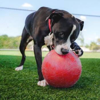 George -  Boxer and Mixed Breed Dog for Adoption in Atlanta, Georgia - George | PetCurious