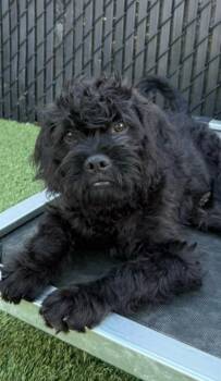 Jermaine -  Labradoodle and Pug Dog for Adoption in San Diego, California - Jermaine | PetCurious