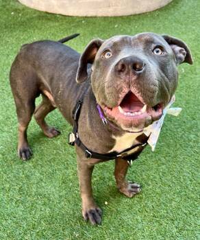 Pit Bull Terrier Dogs Available for Adoption in San Francisco, California - HORTON | PetCurious