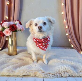 Chihuahua Dogs Available for Adoption - Captain Morgan | PetCurious
