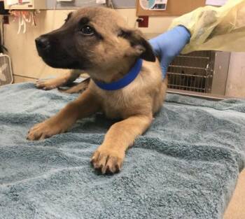 BRO -  German Shepherd Dog Dog for Adoption in Riverside, California - BRO | PetCurious