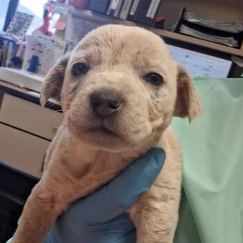 Cattle Dog and Mixed Breed Dogs Available for Adoption in Flagstaff, Arizona - Calibri - In Foster! | PetCurious