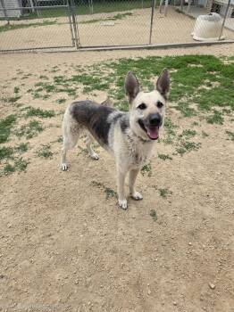Shotsie -  German Shepherd Dog Dog for Adoption in Maquoketa, Iowa - Shotsie | PetCurious