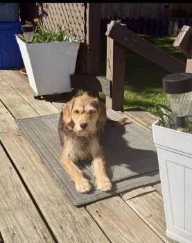 Dove -  Border Terrier Dog for Adoption in Berlin, New Jersey - Dove | PetCurious