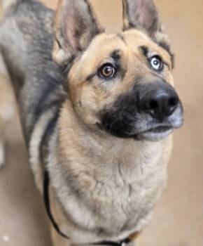 Rescue German Shepherd Dog and Siberian Husky Dogs for Adoption in Apple Valley, California - Odin | PetCurious