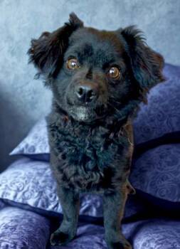 Terrier Dogs Available for Adoption - Kylo | PetCurious