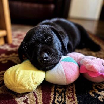 Bean -  Mixed Breed Dog for Adoption in Valparaiso, Indiana - Bean | PetCurious