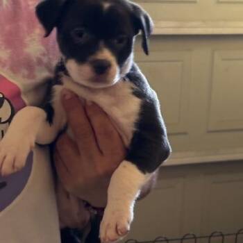 Rescue Labrador Retriever Dogs for Adoption in Saint George, Vermont - Brianna | PetCurious