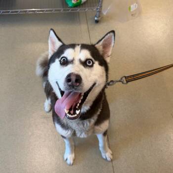 Siberian Husky Dogs Available for Adoption in Warwick, Rhode Island - Blue | PetCurious
