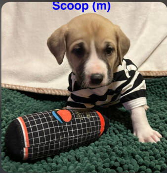 Rescue American Staffordshire Terrier Dogs for Adoption in San Diego, California - Sundae's Sprinkles- Scoop | PetCurious