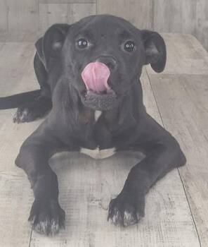 Benjamin Button -  Terrier and Mixed Breed Dog for Adoption in Shreveport, Louisiana - Benjamin Button | PetCurious