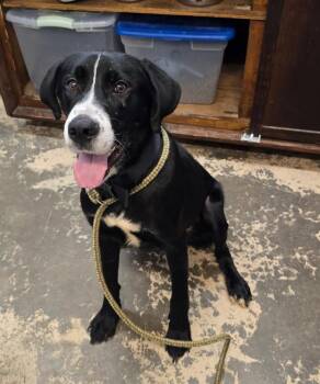 Duke -  Saint Bernard Dog for Adoption in Saint Marys, Pennsylvania - Duke | PetCurious