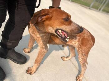 Ole Red -  English Coonhound Dog for Adoption in Burgaw, North Carolina - Ole Red | PetCurious