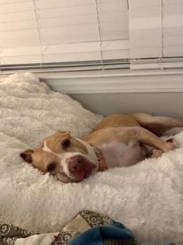 Tasha -  Mixed Breed Dog for Adoption in Atlanta, Georgia - Tasha | PetCurious
