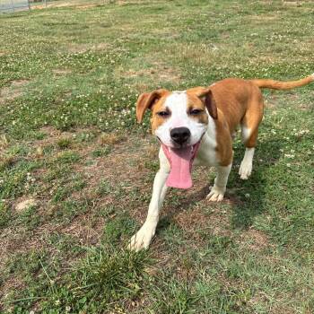 Rose -  Pit Bull Terrier Dog for Adoption in Roxboro, North Carolina - Rose | PetCurious