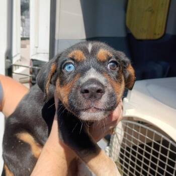 Little Elm -  Terrier Dog for Adoption in Dallas, Texas - Little Elm | PetCurious