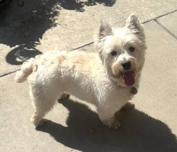 Sylvie -  West Highland White Terrier Westie Dog for Adoption in Huntington Beach, California - Sylvie | PetCurious