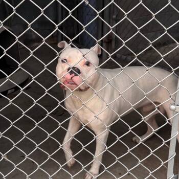 Grover -  Pit Bull Terrier Dog for Adoption in Philadelphia, Pennsylvania - Grover | PetCurious