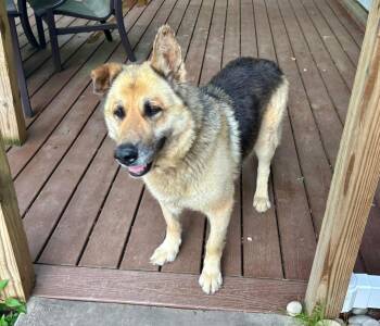 Crock -  German Shepherd Dog Dog for Adoption in Wilkesboro, North Carolina - Crock | PetCurious