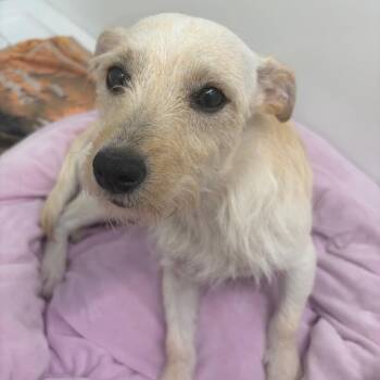 Harley Quinn -  Chihuahua Dog for Adoption in St. Augustine, Florida - Harley Quinn | PetCurious