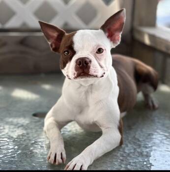 Stella Glines- - 4944 WV -  Boston Terrier Dog for Adoption in Maryville, Tennessee - Stella Glines- - 4944 WV | PetCurious